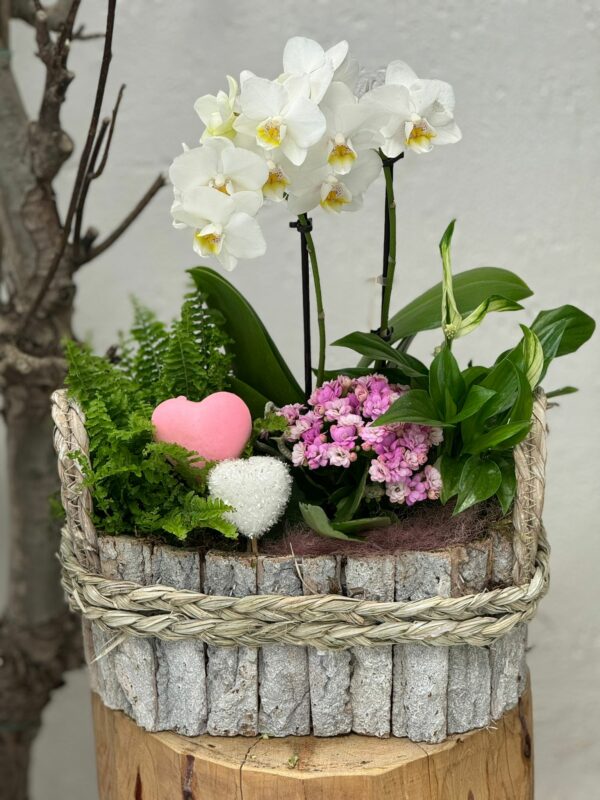 Composition orchidées Plantes Stock Limité