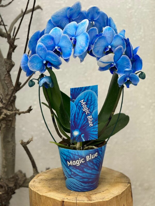 Composition orchidées bleu Stock Limité