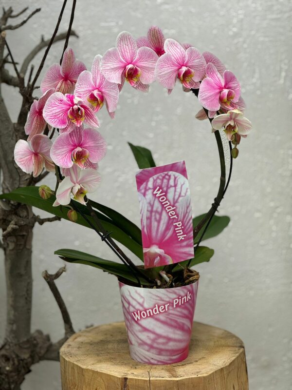 Composition orchidées rose Stock Limité