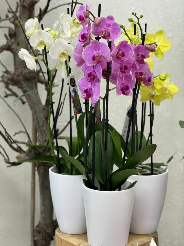 Orchidées plus cache pot unité