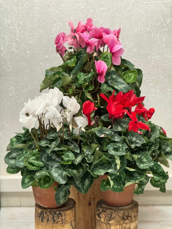 Cyclamens