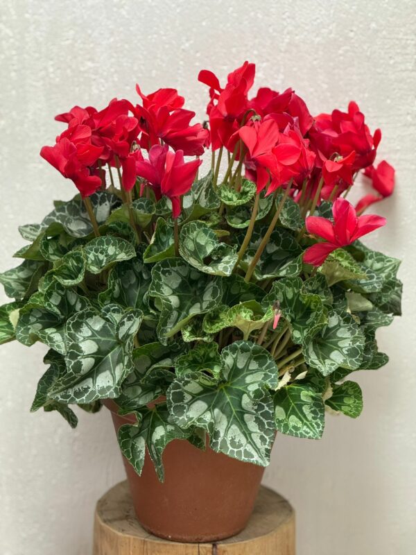Cyclamens XXXL