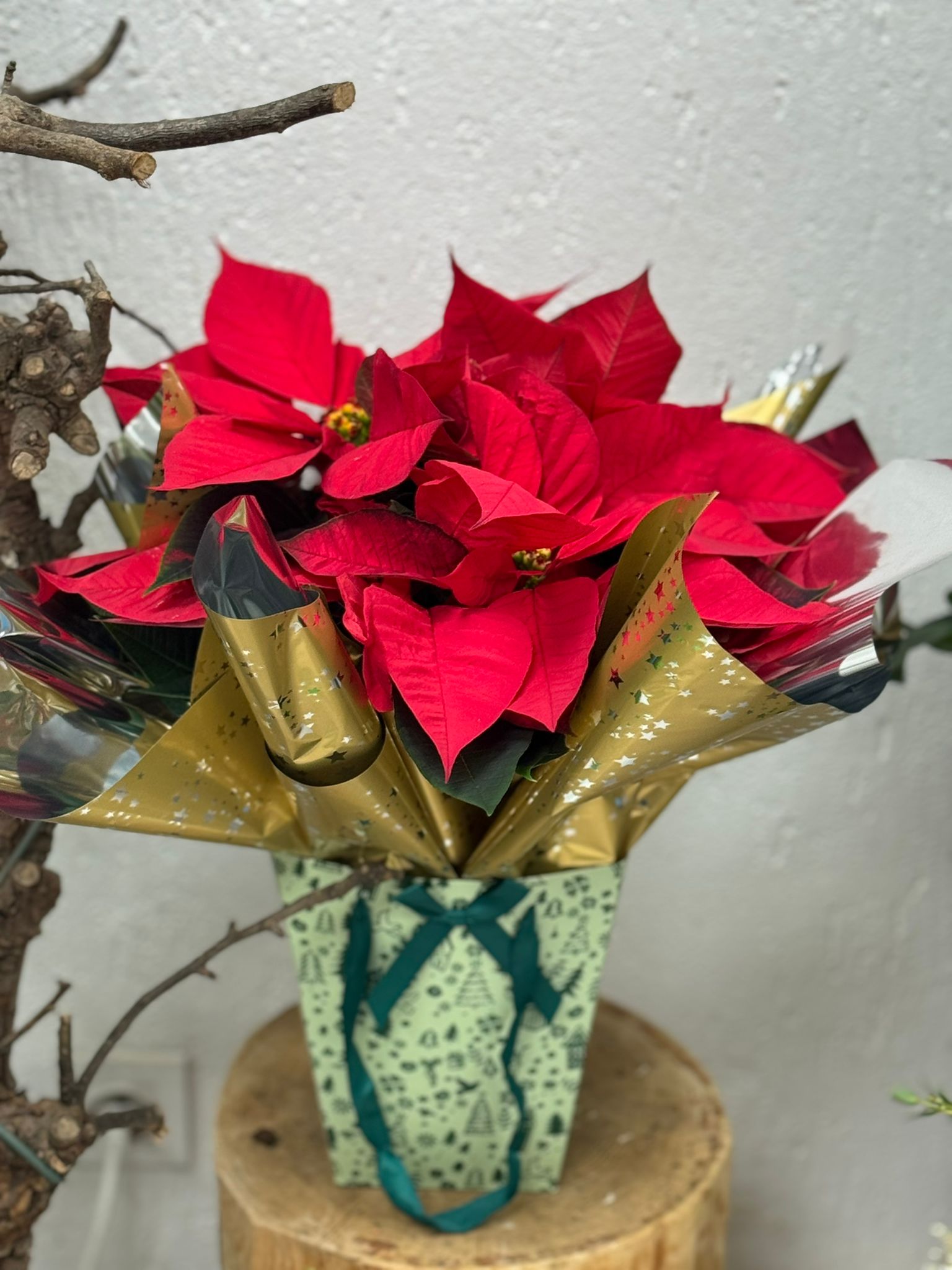 poinsettia