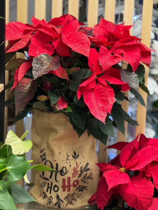 La belle Poinsettia xxl