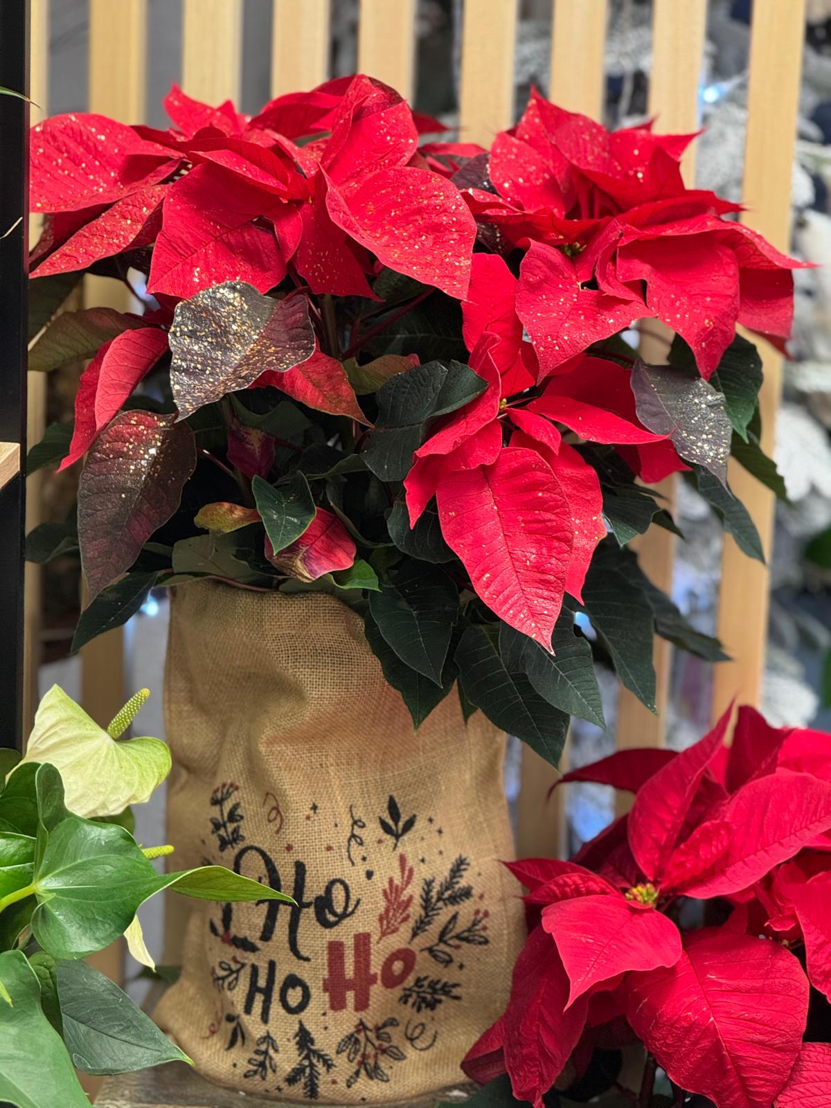 La belle Poinsettia xxl