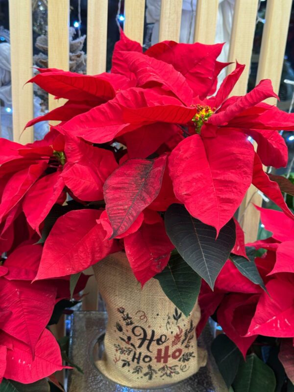 poinsettia