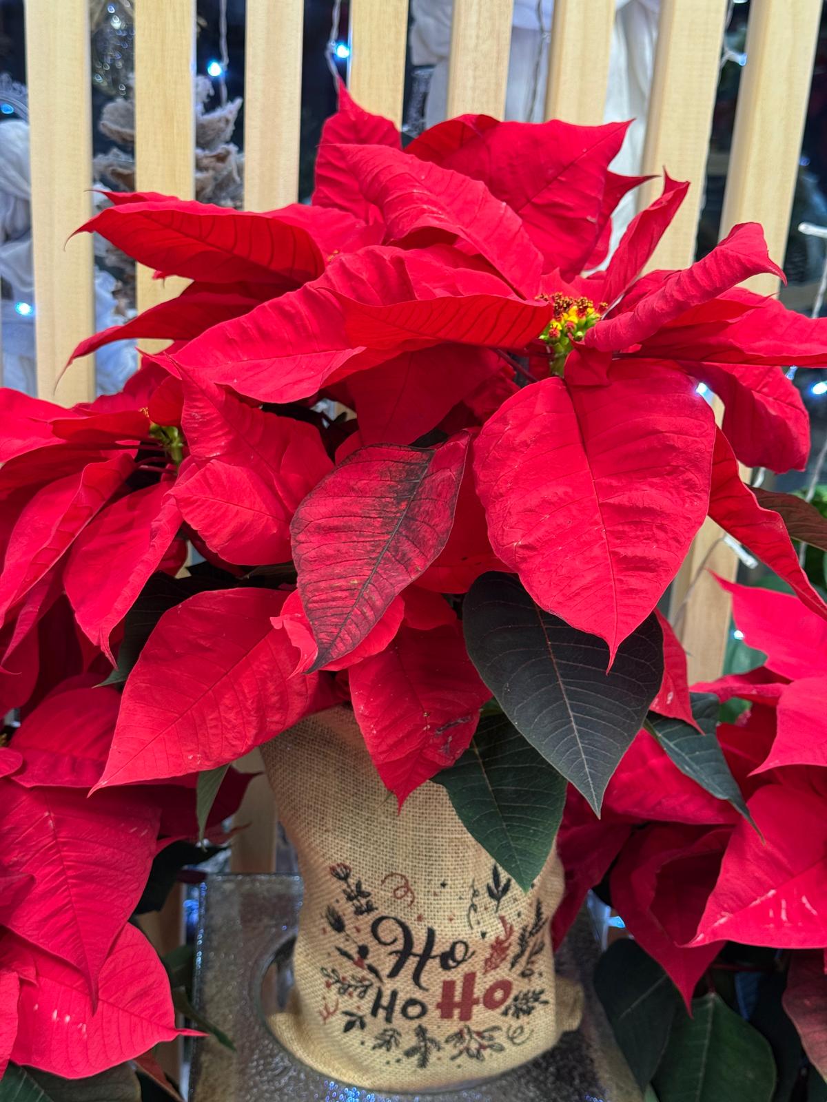 poinsettia