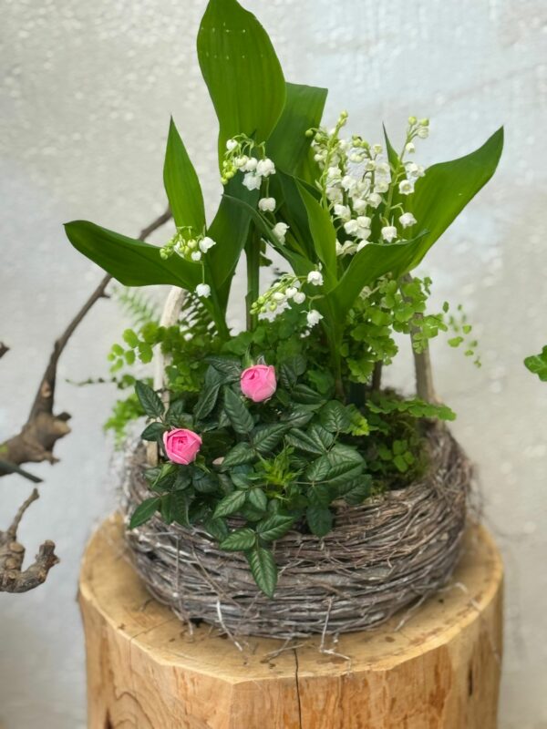Composition de Plantes