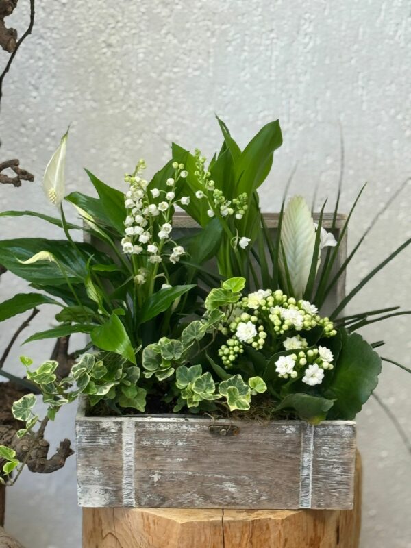 Composition plantes