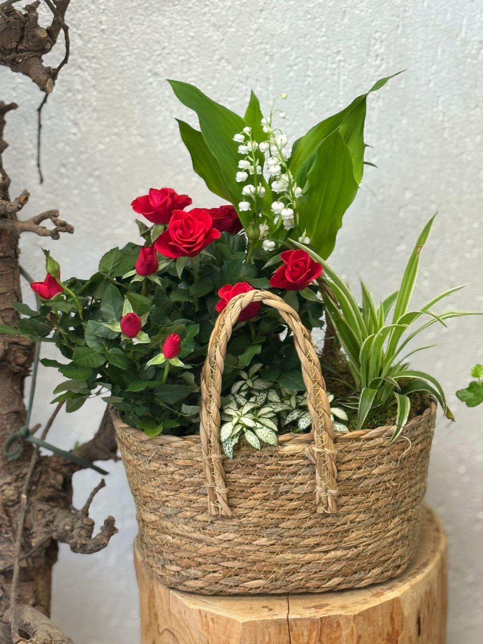 Composition de plantes