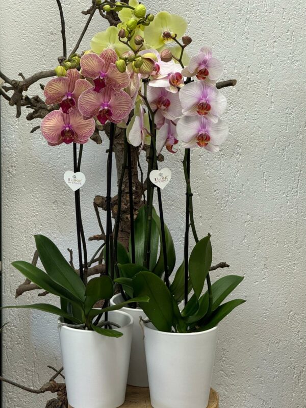Phalaenopsis