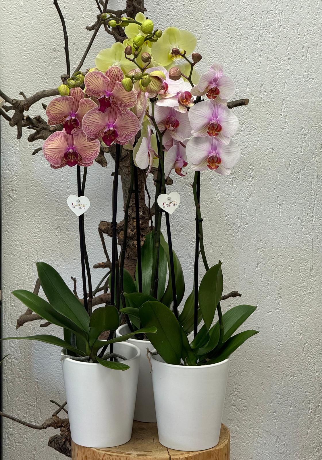 Phalaenopsis
