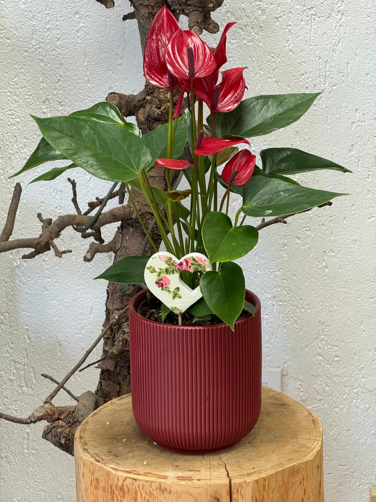 Anthurium