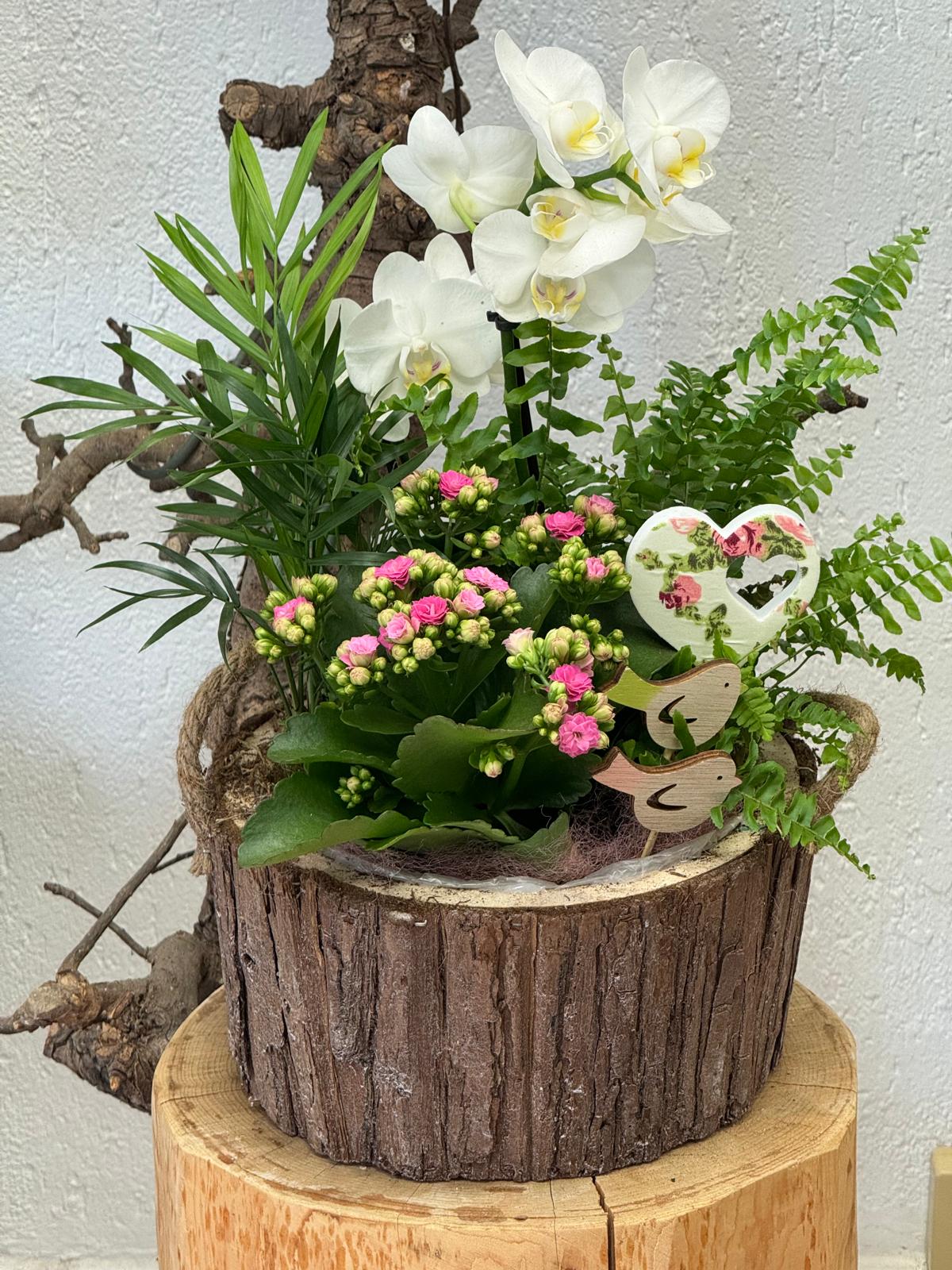 Composition de plantes