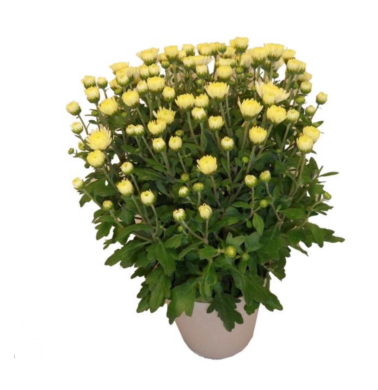 Eboutonniere