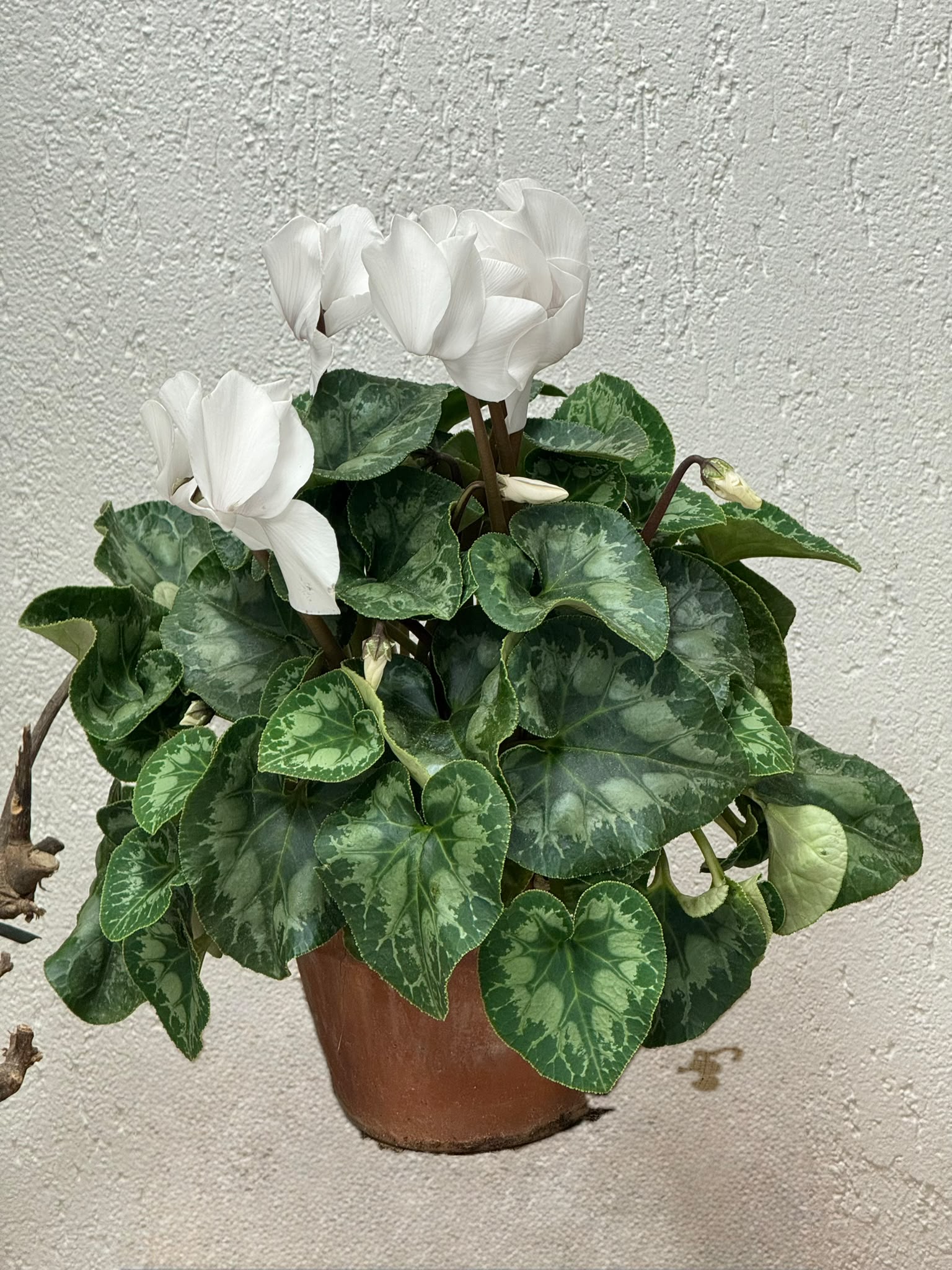 Cyclamens