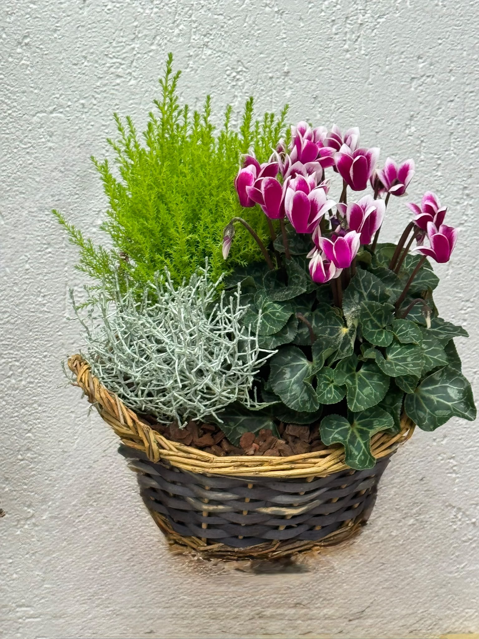 Composition plantes